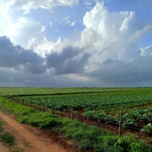 Por que o agronegócio é importante para a economia brasileira